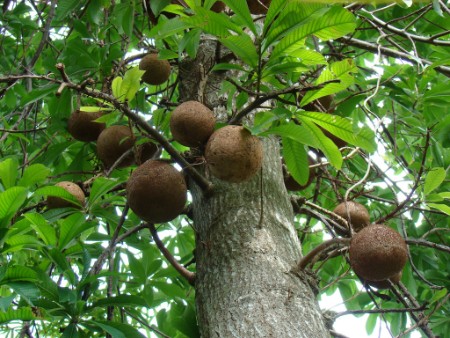 brazilnuts-tree_01.jpg