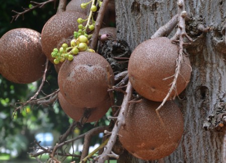 brazilnuts-tree_02.jpg