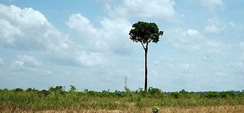 brazil-tree-1_w400.jpg